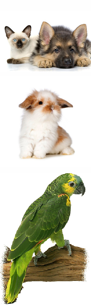 foto dieren