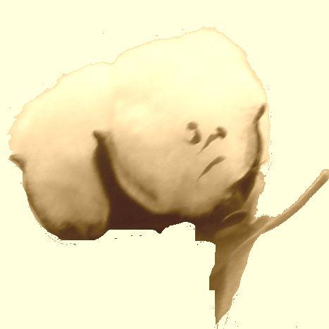 katoenbol katoenzaad katoenbloem katoenplant