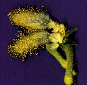 Foto Pollinato