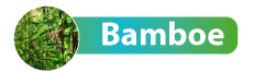 b_bamboe2.jpg