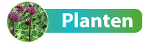 b_planten2.jpg