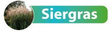 b_siergras2.jpg