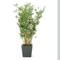 bamboepot3.jpg