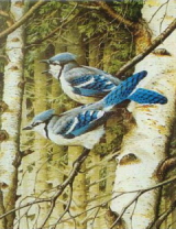 puzzel vogels