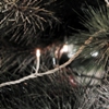 Kerstverlichting micro lichtsnoer 40xwarm-witte LED