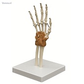 http://myshop.s3-external-3.amazonaws.com/shop1673500.pictures.a255_kl.jpg