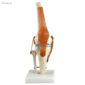 http://myshop.s3-external-3.amazonaws.com/shop1673500.pictures.gm124_kl.jpg