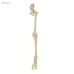 http://myshop.s3-external-3.amazonaws.com/shop1673500.pictures.mi240_mi.jpg