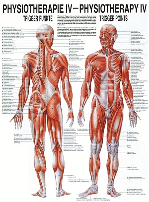 http://myshop.s3-external-3.amazonaws.com/shop1673500.pictures.mipophysiv_mi.jpg