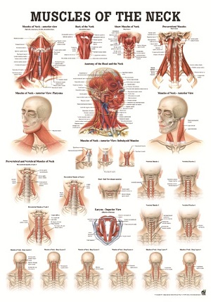 http://myshop.s3-external-3.amazonaws.com/shop1673500.pictures.po48lam_mi.jpg
