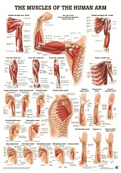 http://myshop.s3-external-3.amazonaws.com/shop1673500.pictures.po54lam_kl.jpg