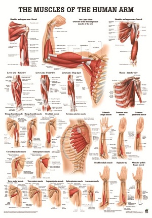 http://myshop.s3-external-3.amazonaws.com/shop1673500.pictures.po54lam_mi.jpg