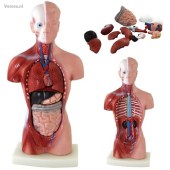 http://myshop.s3-external-3.amazonaws.com/shop1673500.pictures.tm200_kl.jpg
