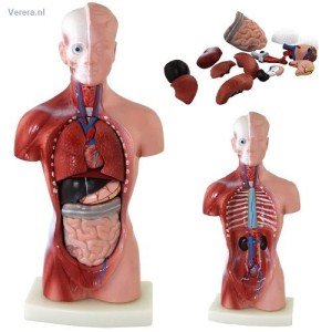 http://myshop.s3-external-3.amazonaws.com/shop1673500.pictures.tm200_mi.jpg