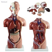 http://myshop.s3-external-3.amazonaws.com/shop1673500.pictures.tm203_kl.jpg
