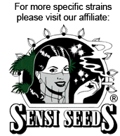 sensi_seeds2.png