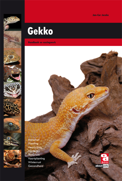 Gekko (NL)