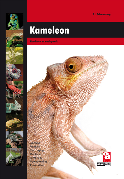 Kameleon (NL)