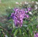 buddartmoor_747x642_125x120.jpg