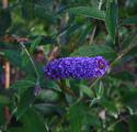 budeblue_747x642_125x120.jpg