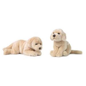 GOLDEN RETRIEVER 2ASS.30C