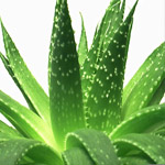 aloevera.jpg