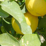 bergamot.jpg