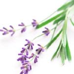lavender.jpg