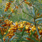 seabuckthorn.jpg
