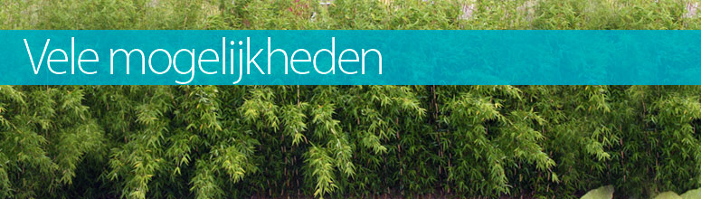 banner-bamboe-haagen-haag.jpg