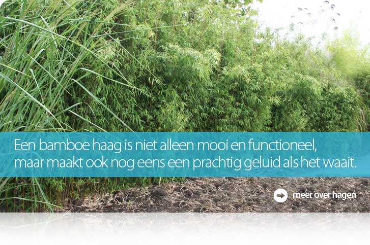 bannerhomehagengroot.jpg