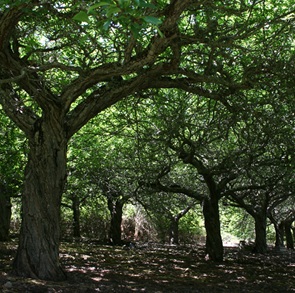 Foto East of Eden 
