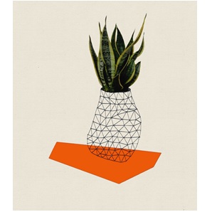 Plant Orange