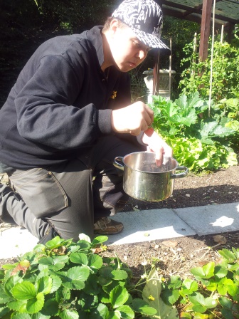Aardbeien plukken