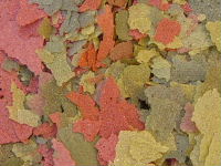 Malawi flakes