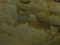 Spirulina flakes 6%