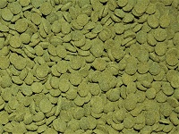 Algae wafers spirulina 6%