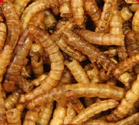 Mealworms