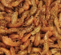 Gammarus