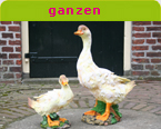 gans