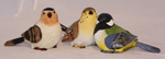 Hollandse vogels