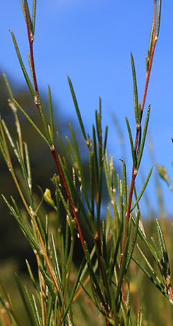 Rooibos struik