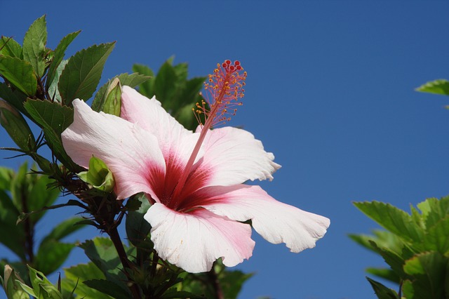 Hibiscus thee