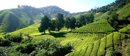 Pu-erh thee kopen
