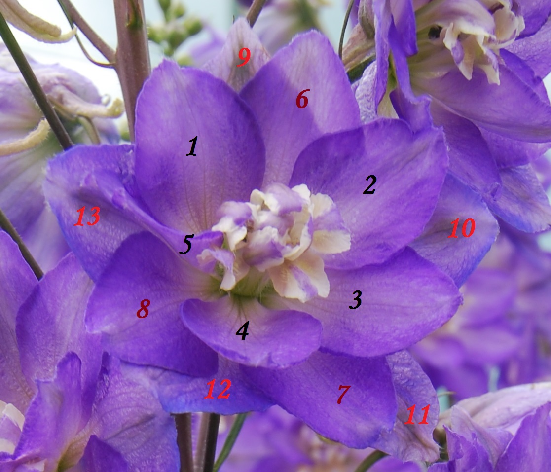 Fibonacci Delphinium