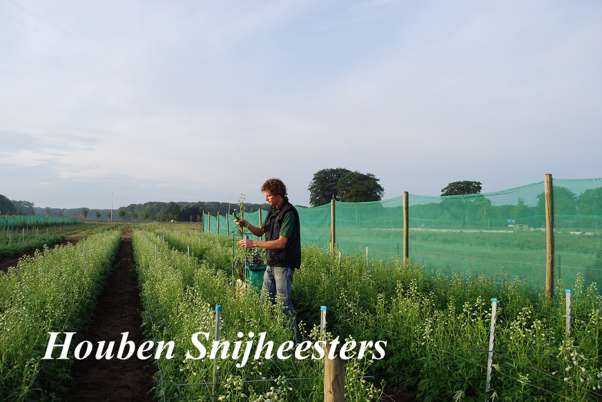 Houben Snijheesters Delphinium als Snijboem